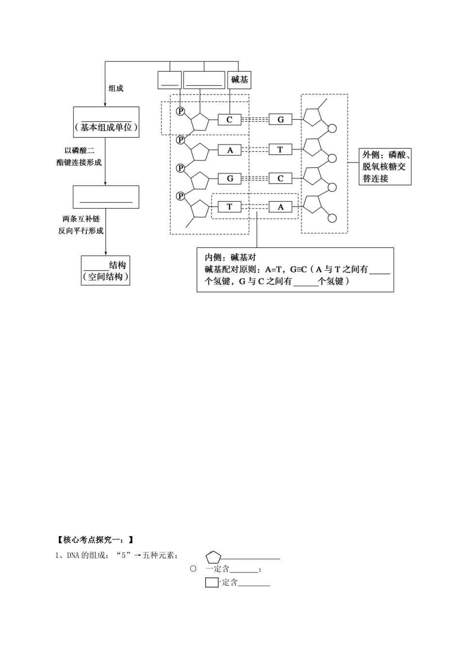 高中生物 3.2 DNA分子的结构学案 新人教版必修2-新人教版高一必修2生物学案_第2页