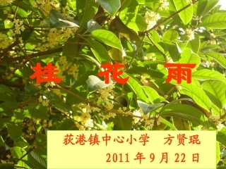 桂花雨方贤琨