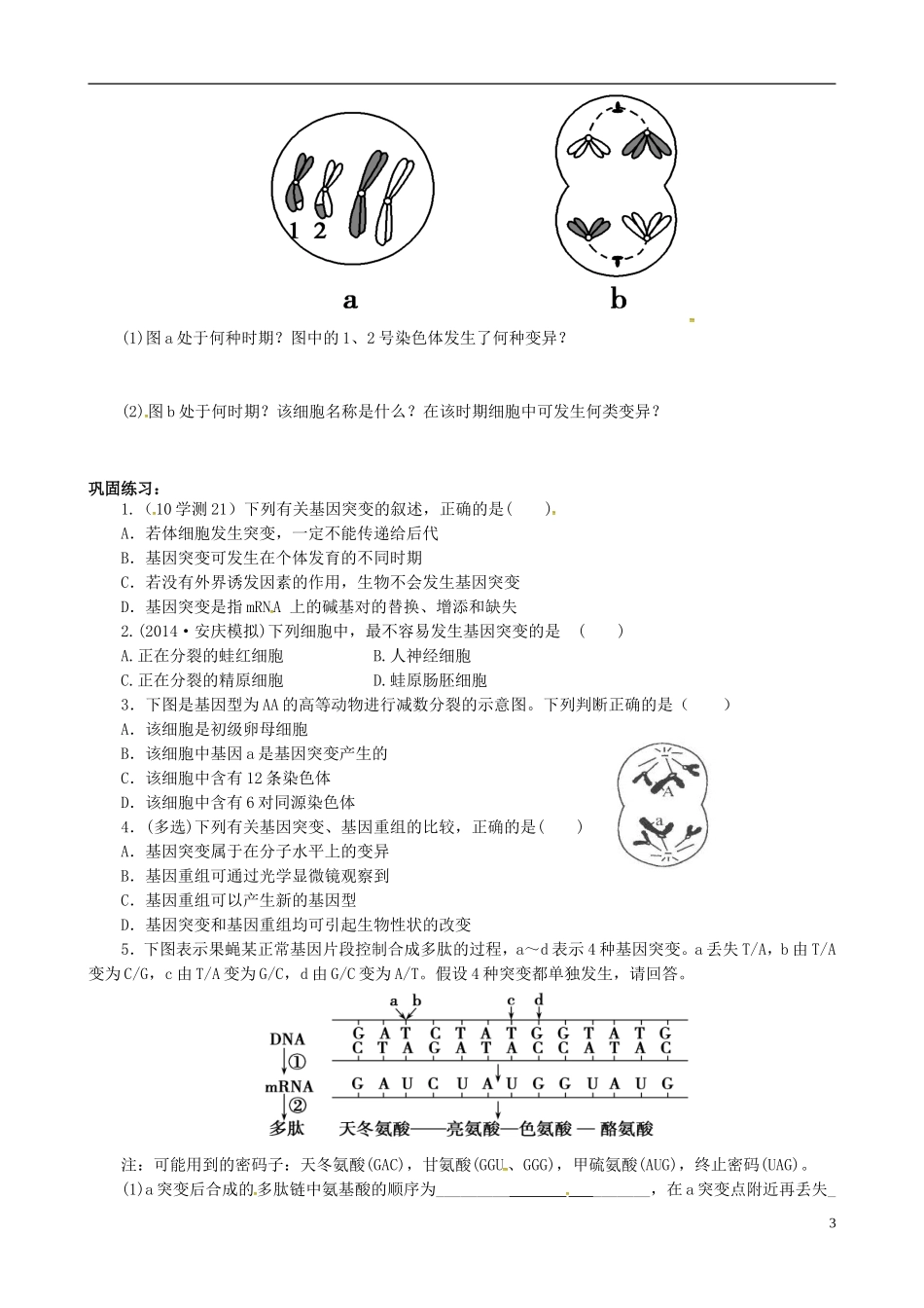 高中生物 5.1 基因突变和基因重组学案 新人教版必修2-新人教版高一必修2生物学案_第3页