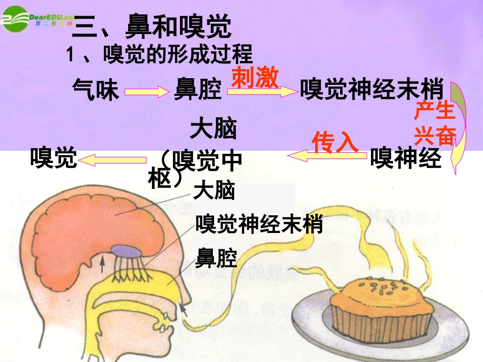 1.1感觉世界（第二课时）_第3页