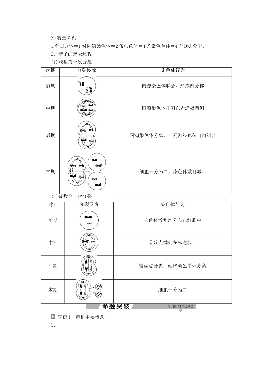 高中生物 第2章 遗传信息传递的结构基础 第1节 染色体是遗传信息的载体 第2课时 染色体在减数分裂中的行为（二）学案 北师大版必修2-北师大版高一必修2生物学案_第3页