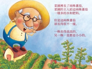 故事两棵番茄