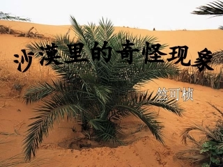 沙漠里的奇怪现象