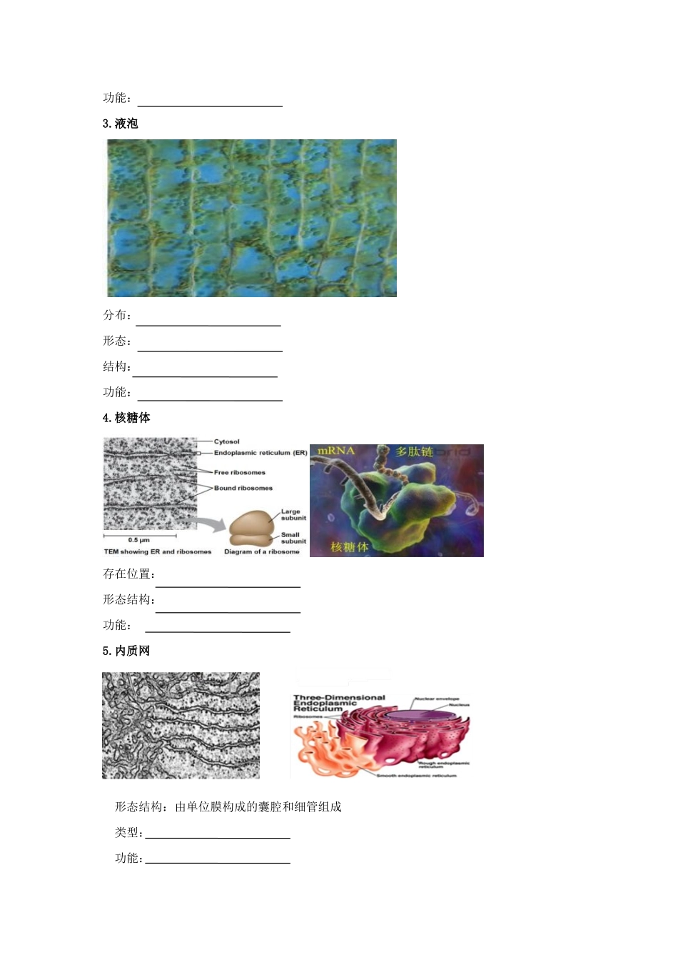 高考生物专题复习 5细胞的结构（细胞质和细胞核）学案-人教版高三全册生物学案_第3页