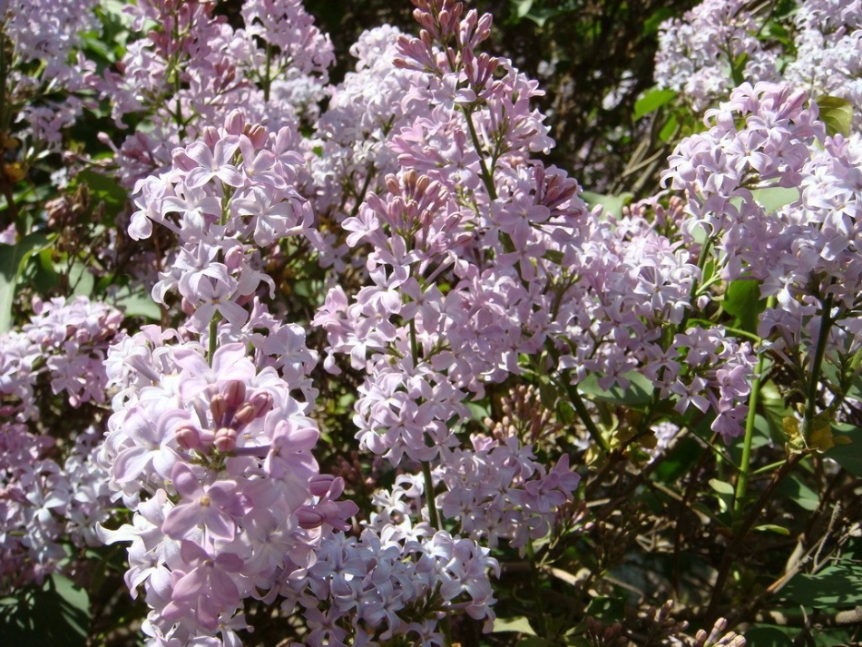 一株紫丁香课件(人教版新课标二年级上册语文课件)_第2页