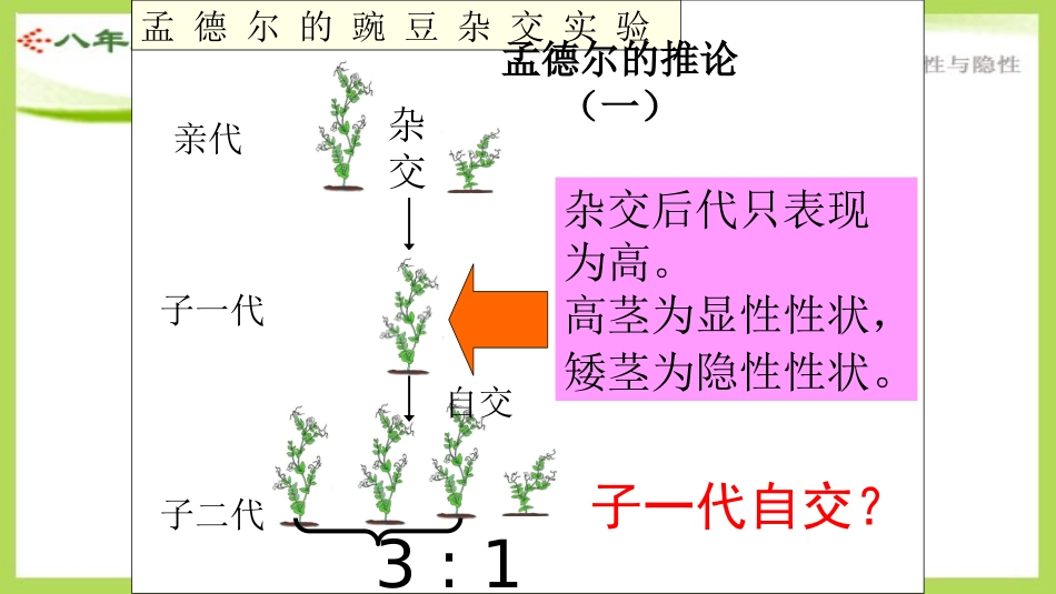 孟德尔的推论_第1页
