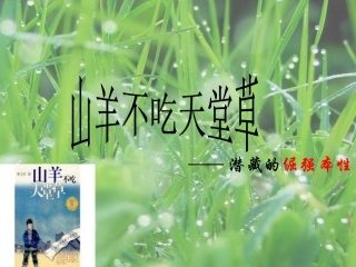 山羊不吃天堂草