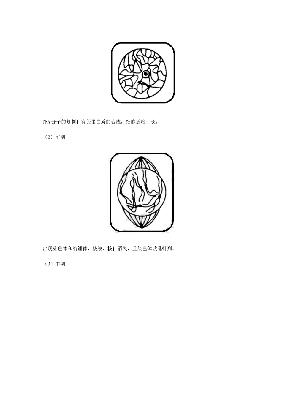 （全国通用）高考生物总复习《细胞增殖》专题突破学案-人教版高三全册生物学案_第3页