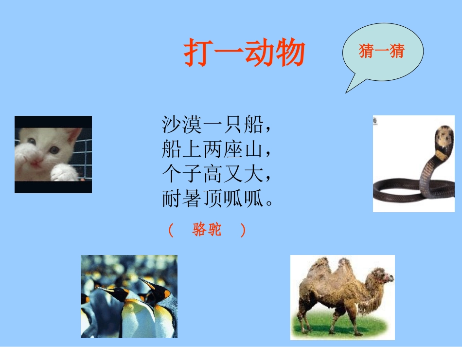 骆驼和羊课件_第2页