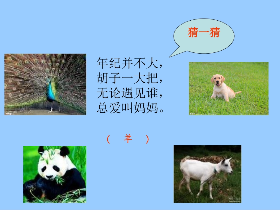 骆驼和羊课件_第3页