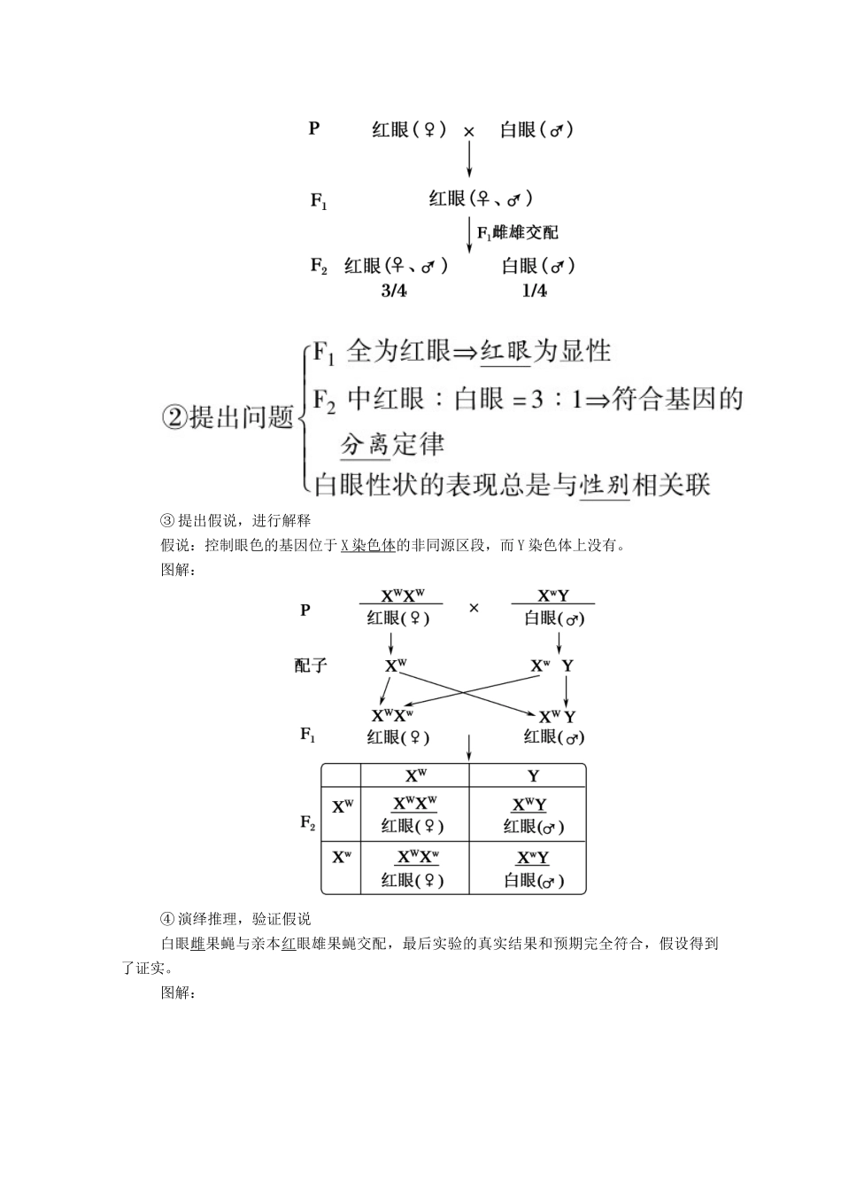 高考生物一轮复习 第五单元 遗传的基本规律与伴性遗传 第16讲 基因在染色体上和伴性遗传学案 新人教版-新人教版高三全册生物学案_第2页