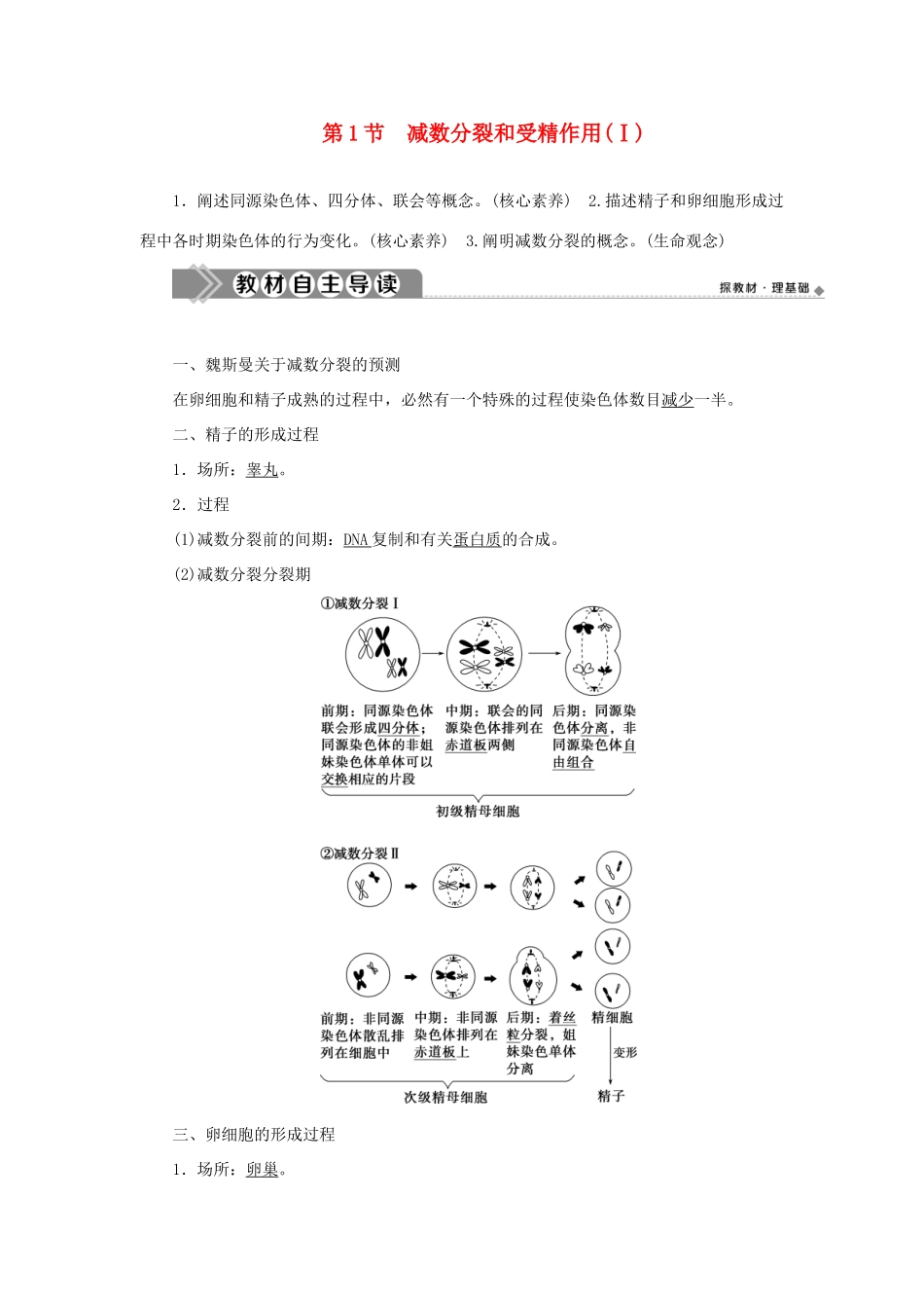高中生物 第2章 基因和染色体的关系 第1节 减数分裂和受精作用（Ⅰ）学案 新人教版必修第二册-新人教版高一第二册生物学案_第1页
