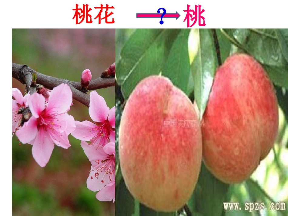 示范课-植物的生殖_第2页