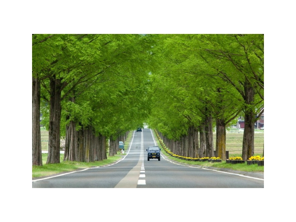 绝美的林荫大道_第1页