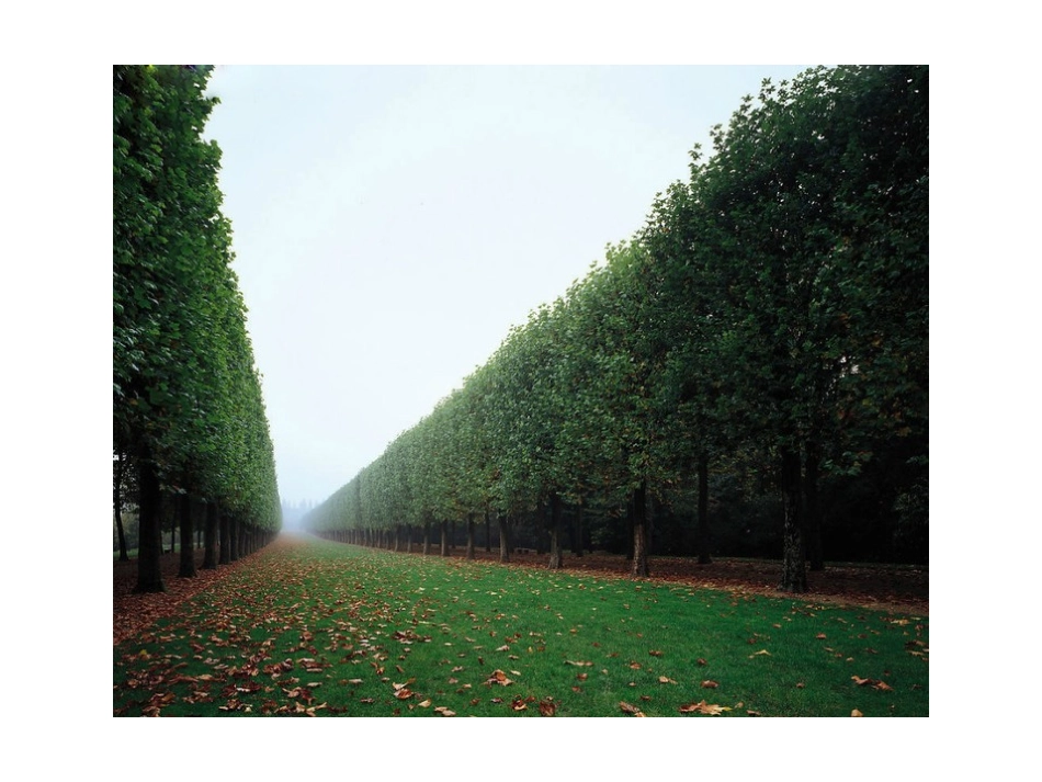 绝美的林荫大道_第3页