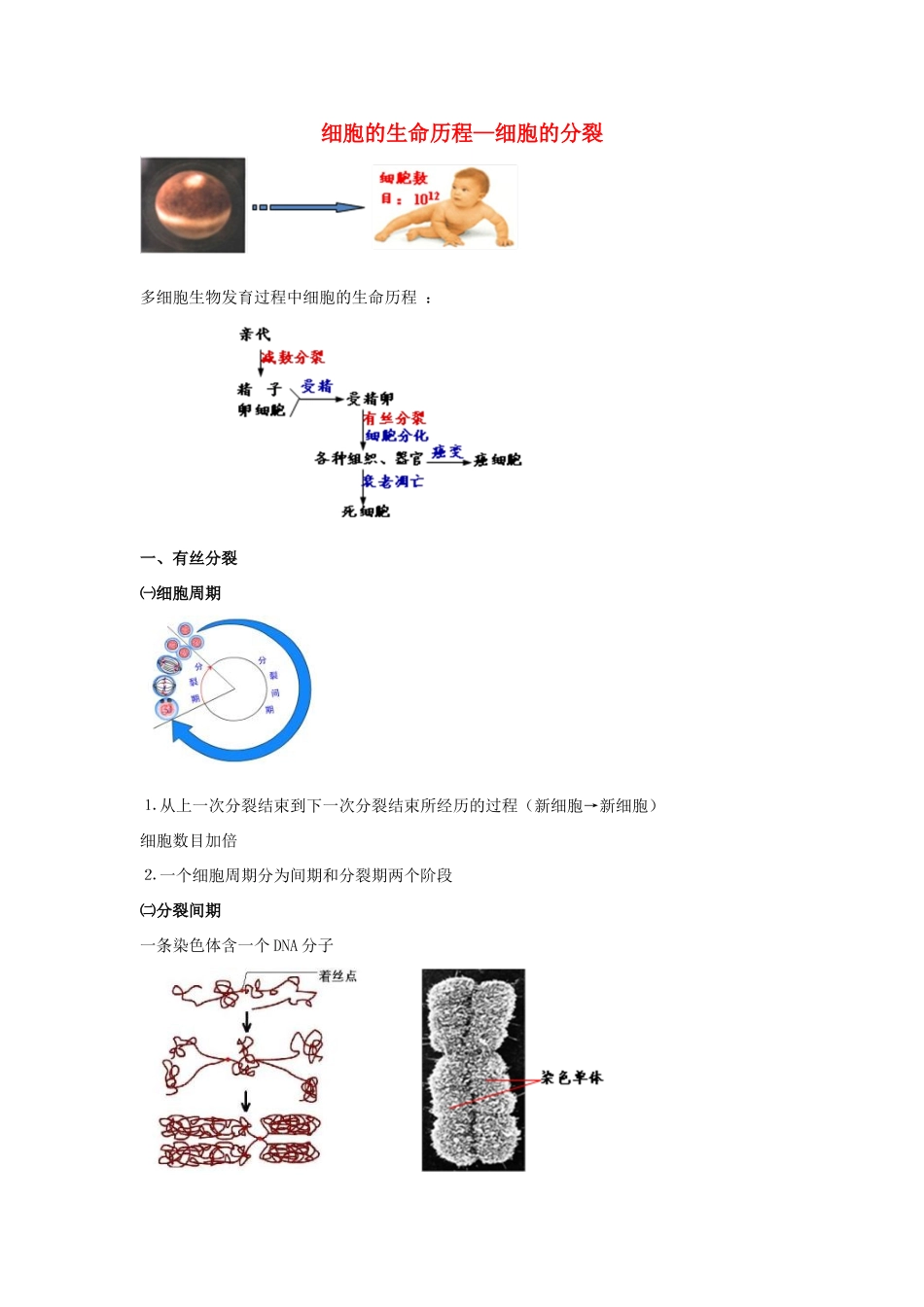 高考生物专题复习 1细胞的增殖学案-人教版高三全册生物学案_第1页