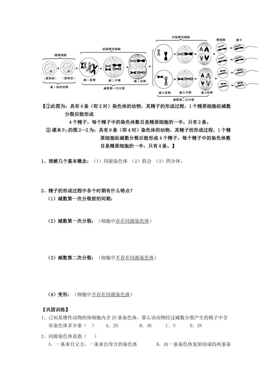 高中生物 第2章 基因和染色体的关系 第1节 减数分裂（1）导学案 新人教版必修2-新人教版高一必修2生物学案_第2页