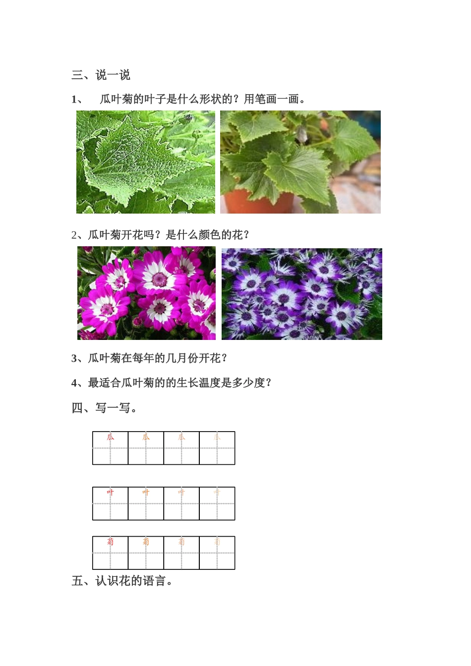 第二节瓜叶菊_第2页