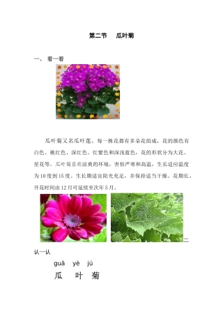 第二节瓜叶菊