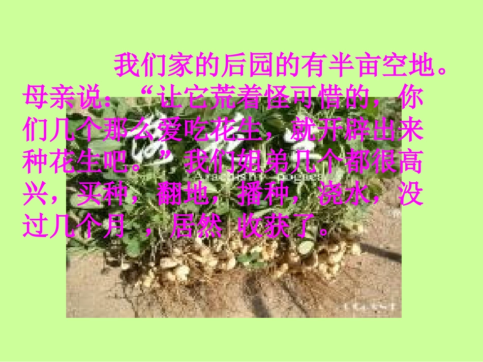 《落花生》课件(新人教版小学语文五年级上册课件)落花生_第2页