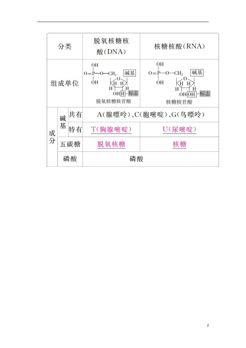 （全国版）高考生物一轮复习 第4讲 核酸、糖类和脂质培优学案-人教版高三全册生物学案_第2页