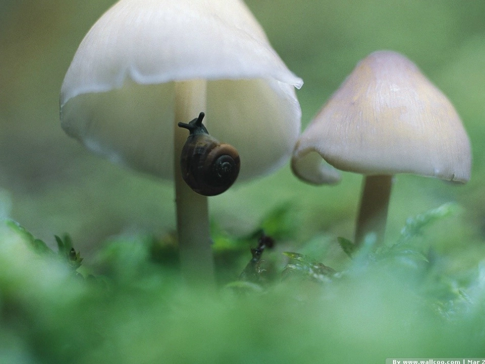 四年级语文下册语文园地一口语交际(免费完美版)_第3页