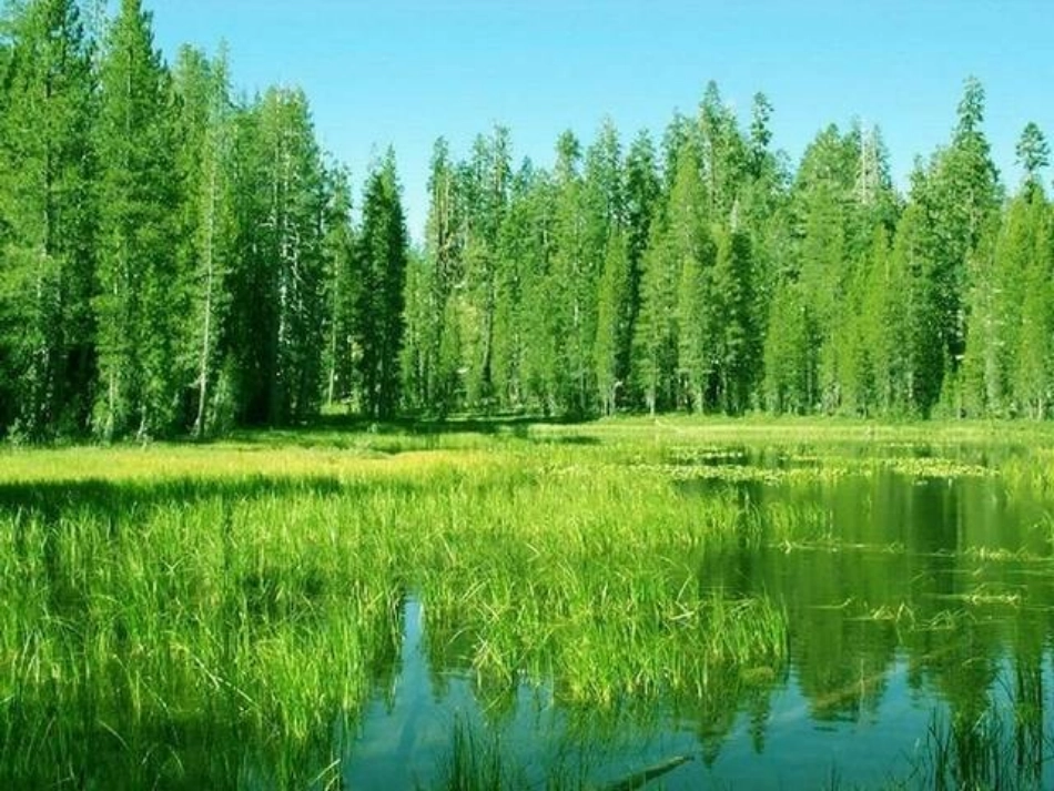 《综合性学习感受自然》——陈晓松_第2页
