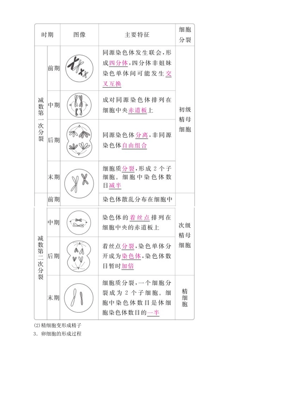 高考生物一轮复习 第13讲 减数分裂和受精作用讲练结合学案-人教版高三全册生物学案_第2页