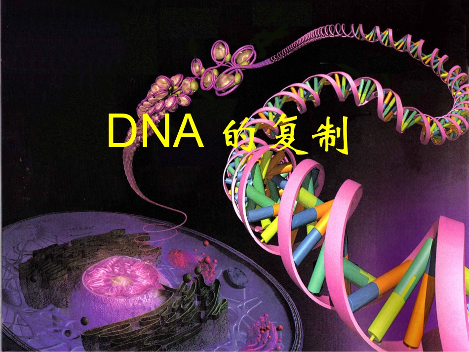 高二生物《DNA的复制》PPT课件_第1页
