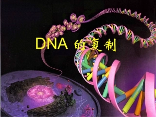 高二生物《DNA的复制》PPT课件