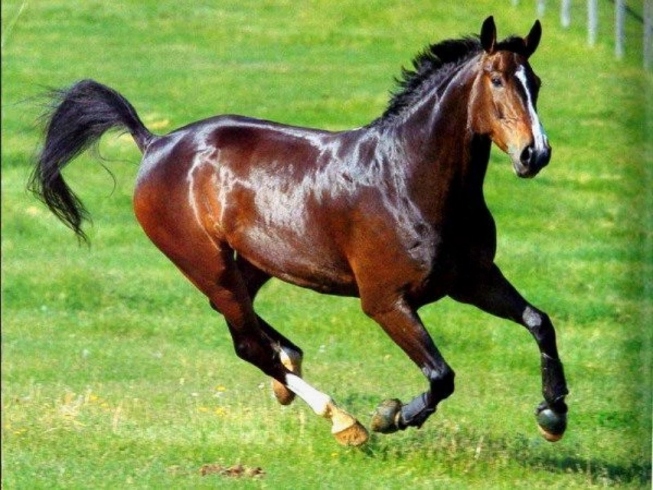 大班科学：动物睡觉_第2页