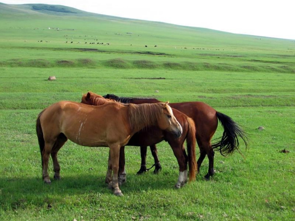 大班科学：动物睡觉_第3页