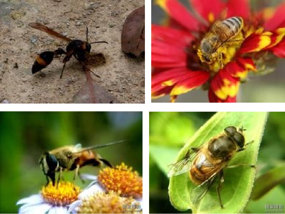 古诗蜂赏析PPT_第2页