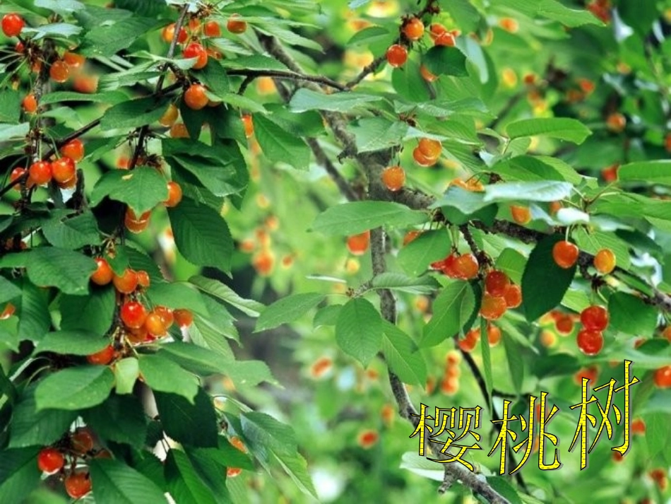 我爱故乡的酸枣树毕佳慧_第2页