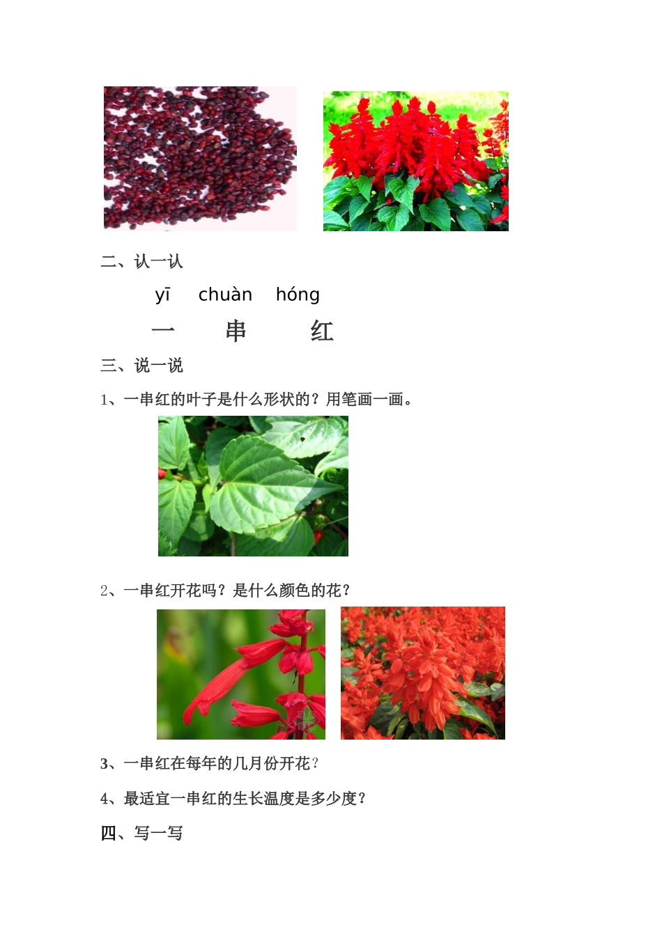 第二节一串红_第2页