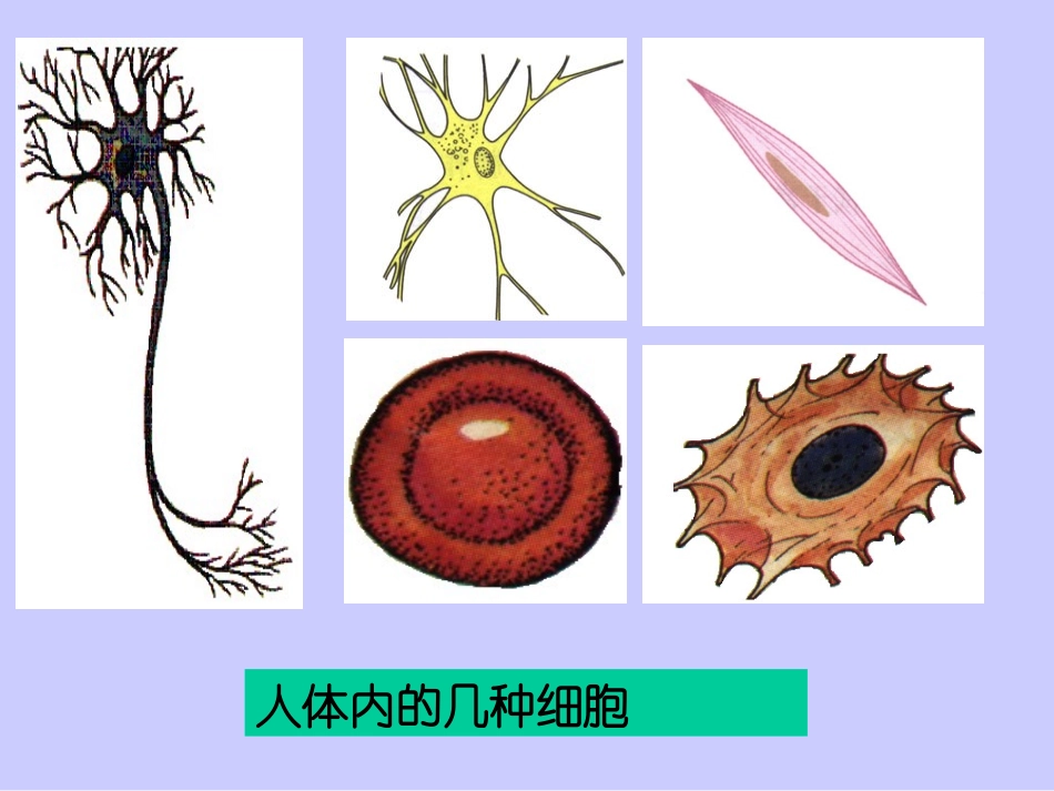 第二节_人和动物细胞的结构和功能_第2页