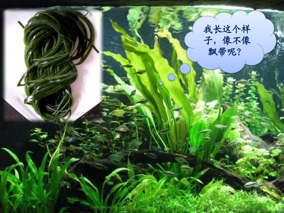 一个孩子的诗园_第3页