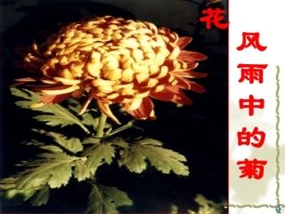 风雨中的菊花课件