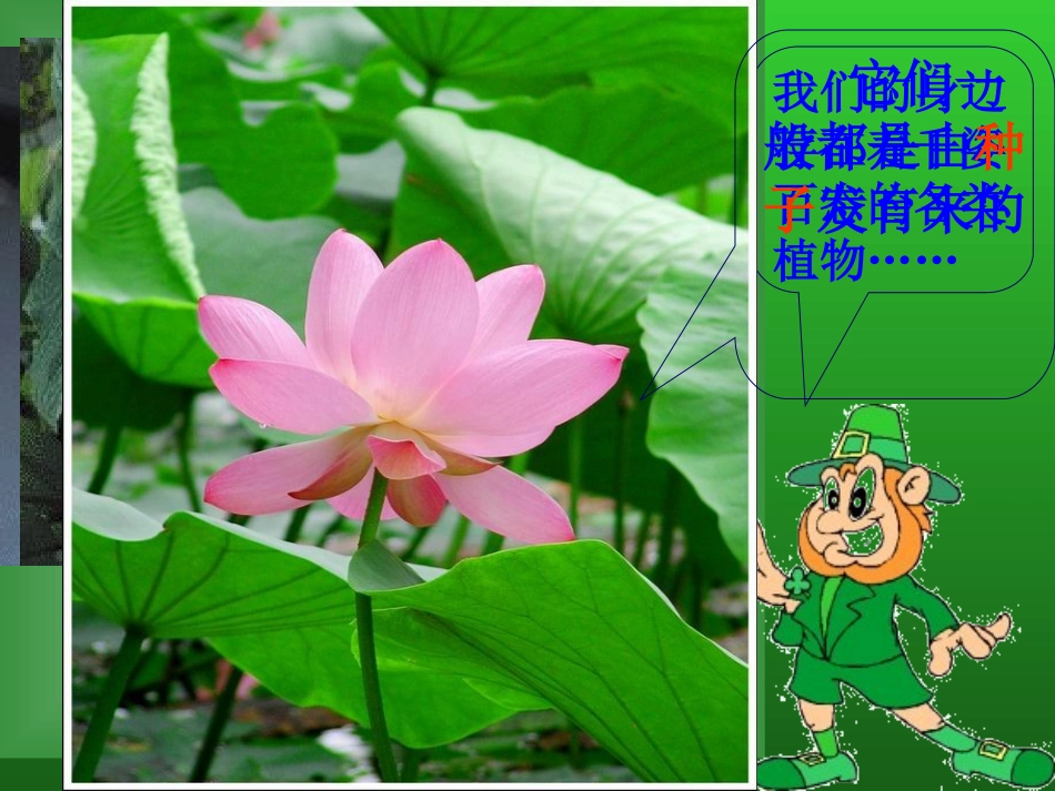 （种子的结构）_第2页