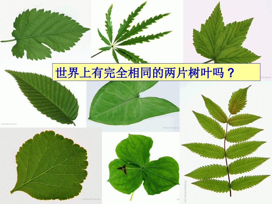 人的生命的独特性_第2页