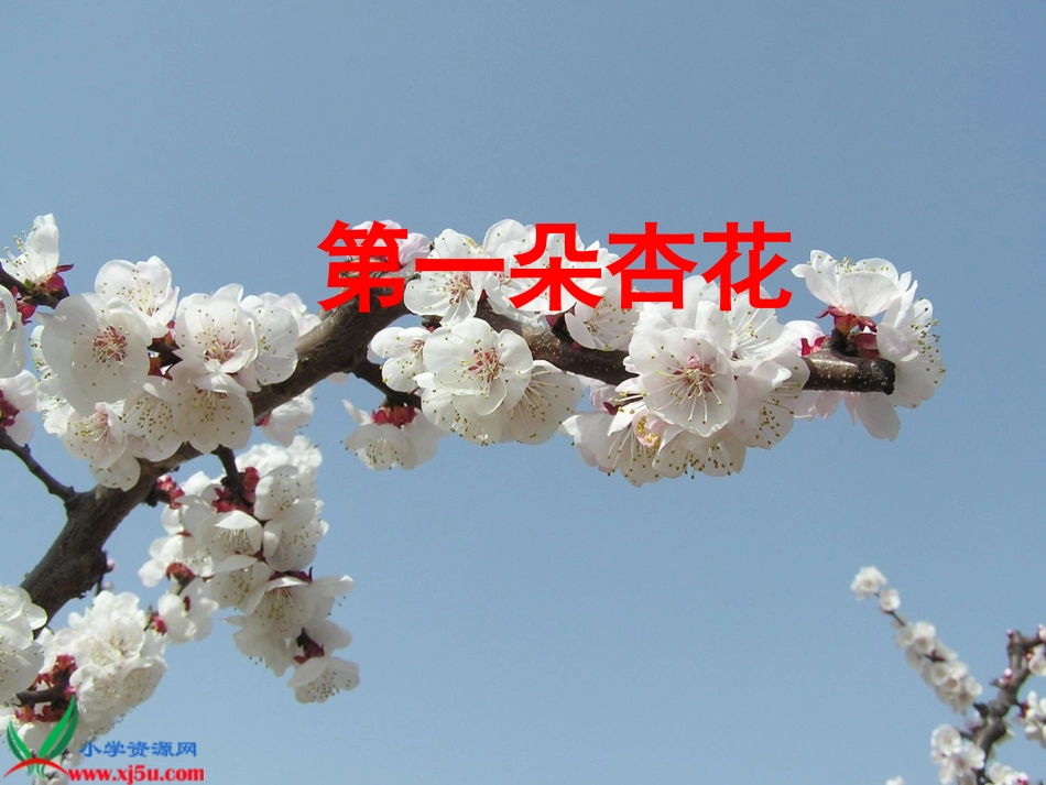 《第一朵杏花》课件(苏教版四年级语文下册课件)_第1页