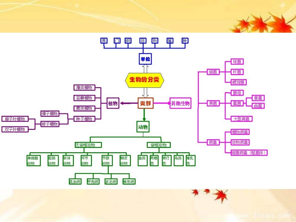 《腔肠动物和扁形动物》课件_第1页