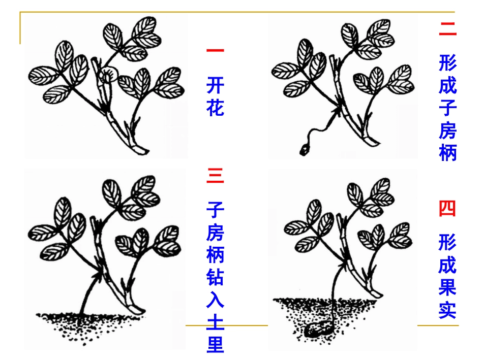 落花生（公开课）_第3页