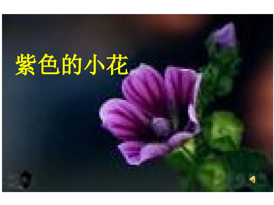 《紫色的小花》_第1页