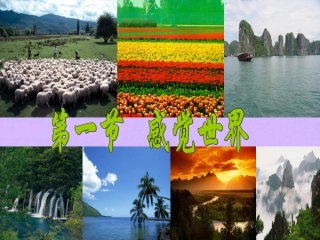 1.1感觉世界（1）