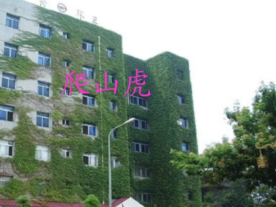 六年级爬山虎的脚演示文稿廖海珊_第1页