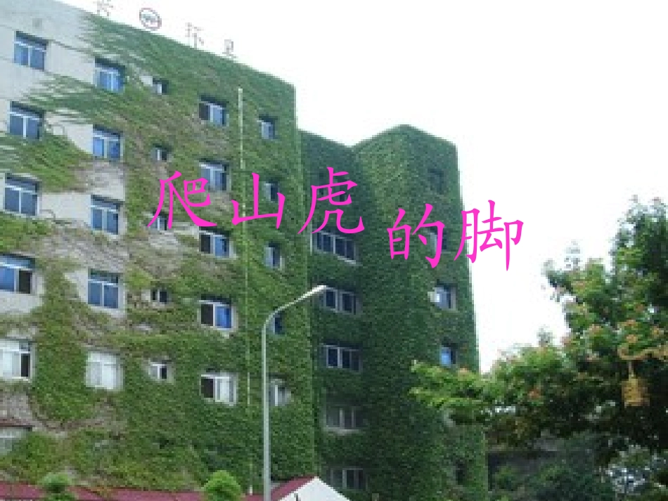 六年级爬山虎的脚演示文稿廖海珊_第2页