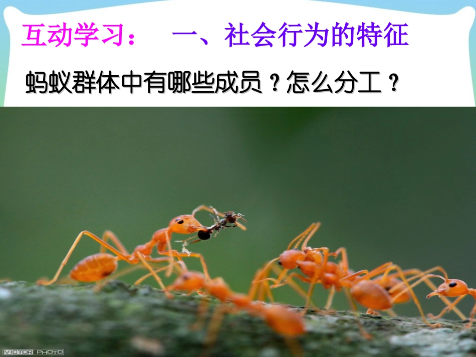 第三节社会行为_第3页