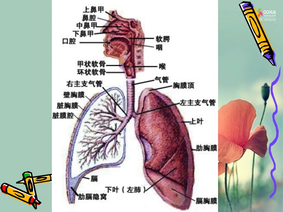 秋冬季常见病预防主题班会（五年级）_第3页