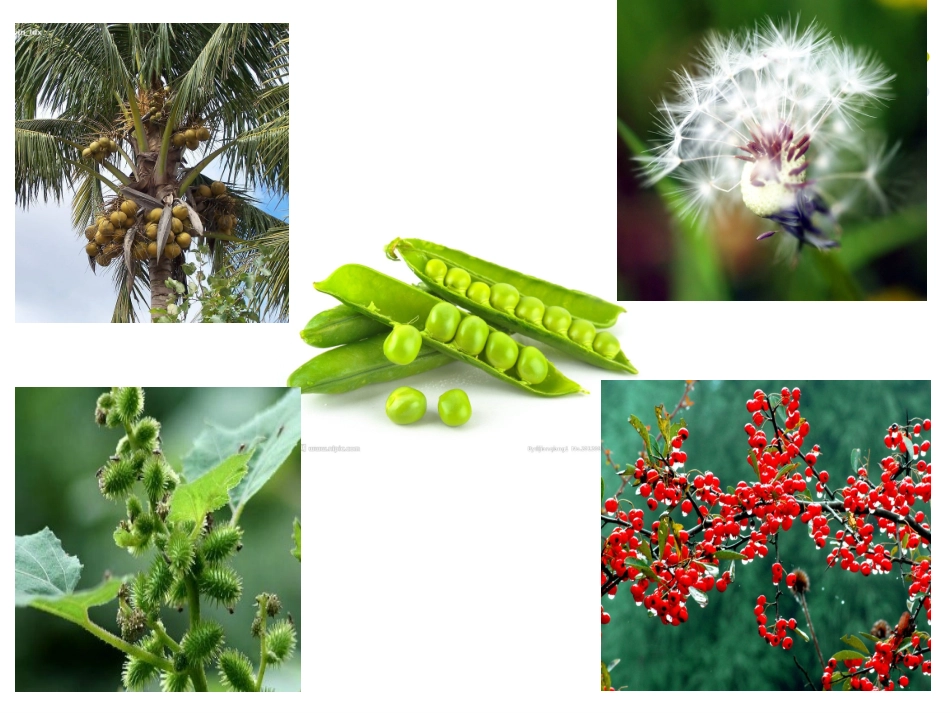 大班科学课件：种子的旅行_第2页